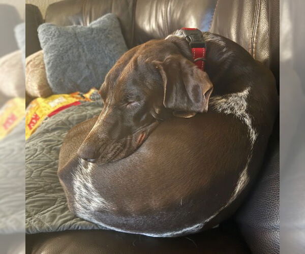 Medium Photo #3 German Shorthaired Pointer Puppy For Sale in Menlo Park, CA, USA