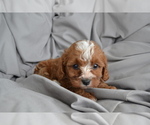 Puppy Terry Cavapoo
