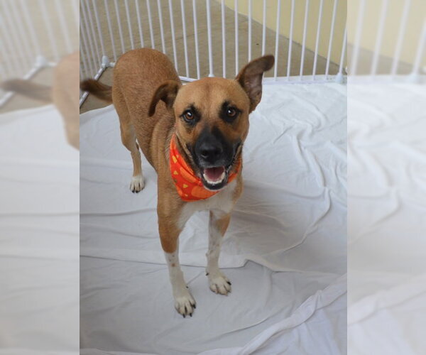 Medium Photo #1 Mutt Puppy For Sale in McKinney, TX, USA