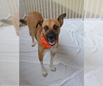 Roy Kent - Male Mutt Dog for Adoption - Small photo