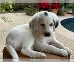 Miniature Bernedoodle Puppy for sale in CONROE, TX, USA