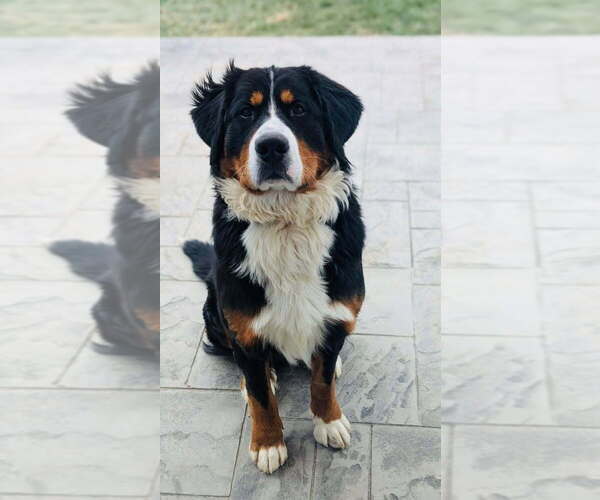 Medium Photo #1 Bernese Mountain Dog Puppy For Sale in FLOYD, VA, USA