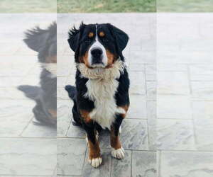 Father of the Bernese Mountain Dog puppies born on 03/24/2025