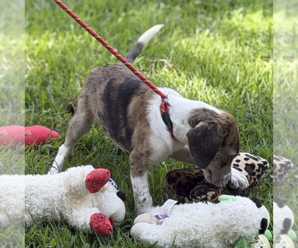 Medium Photo #4 Beagle Puppy For Sale in Yardley, PA, USA