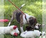 Small #3 Beagle