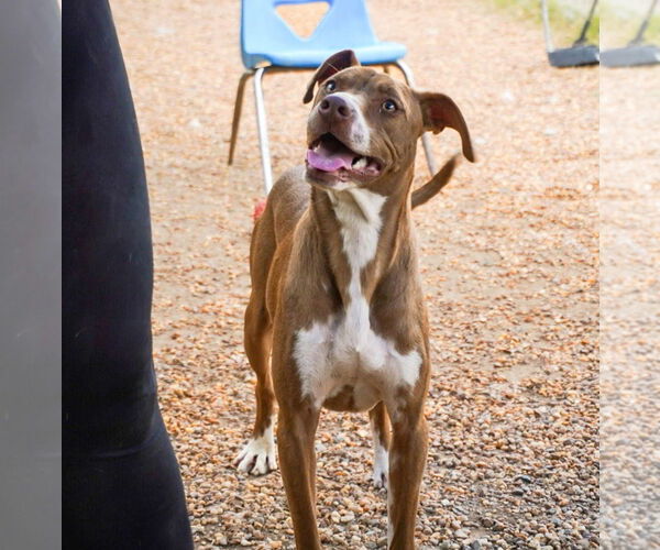 Medium Photo #4 Mountain Cur-Unknown Mix Puppy For Sale in Anniston, AL, USA