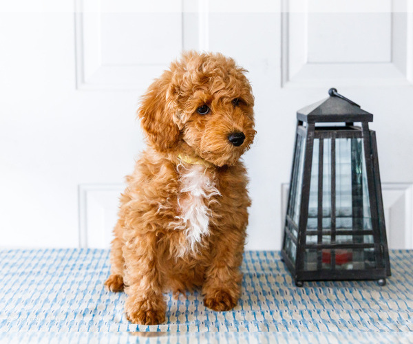 Medium Photo #50 Poodle (Toy) Puppy For Sale in WAKARUSA, IN, USA