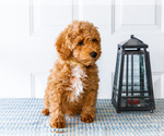 Small Photo #50 Poodle (Toy) Puppy For Sale in WAKARUSA, IN, USA
