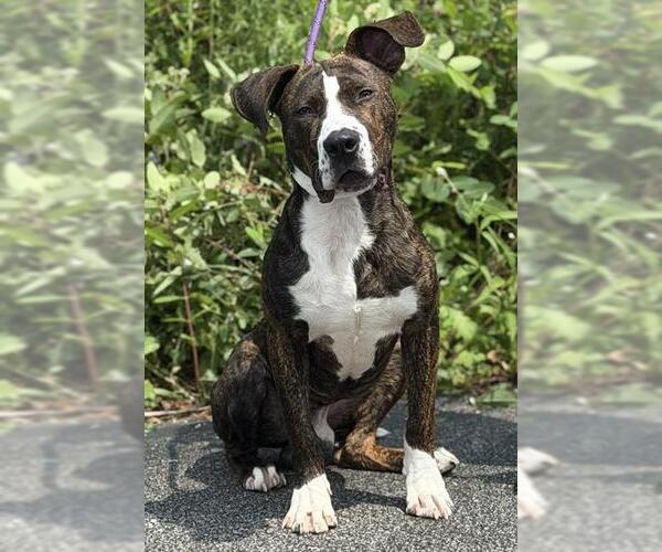 Medium Photo #1 American Staffordshire Terrier Puppy For Sale in Canfield, OH, USA