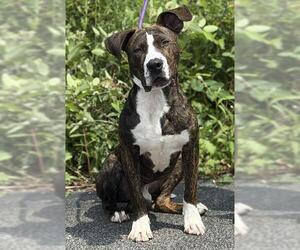 American Staffordshire Terrier Dogs for adoption in Canfield, OH, USA