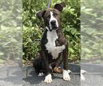 Small American Staffordshire Terrier