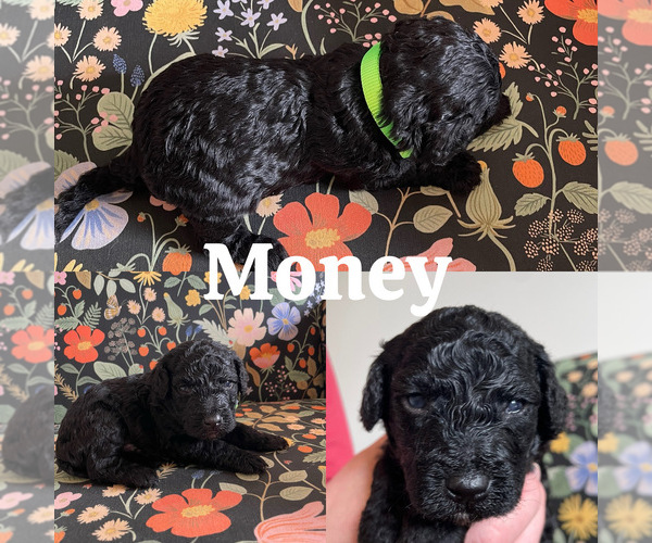 Medium Photo #2 Goldendoodle (Miniature) Puppy For Sale in NASHVILLE, TN, USA