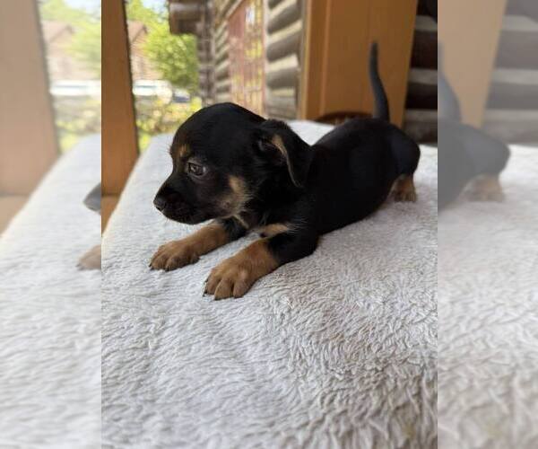 Medium Photo #2 Dachshund-Unknown Mix Puppy For Sale in New York, NY, USA