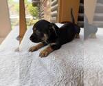 Small #1 Dachshund Mix