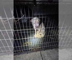 American Staffordshire Terrier-Unknown Mix Dogs for adoption in San Antonio, TX, USA