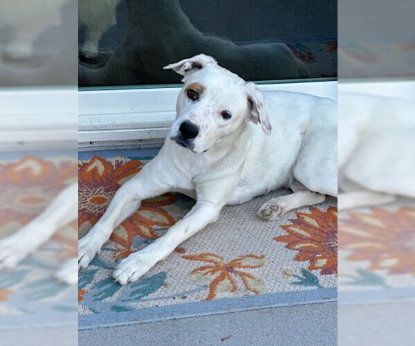 Medium Photo #1 American Pit Bull Terrier-Unknown Mix Puppy For Sale in Chandler, AZ, USA