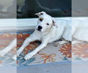 American Staffordshire Terrier-Bulldog Mix Dogs for adoption in Chandler, AZ, USA