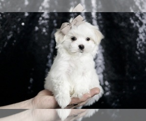 Medium Maltese