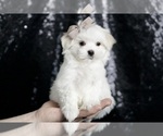 Puppy Flutternut AKC Maltese