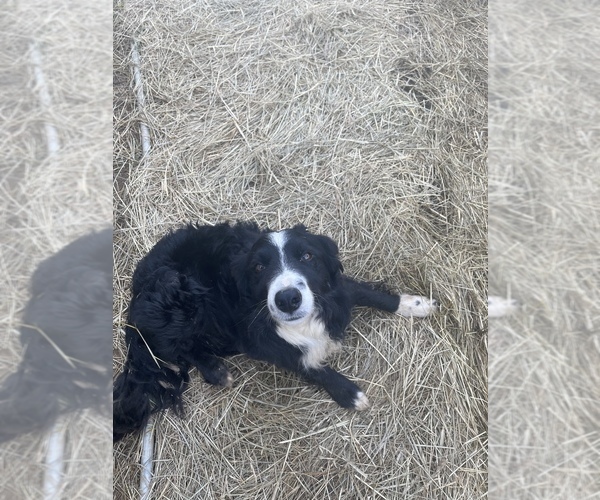 Medium Photo #1 Border Collie Puppy For Sale in NEW WINDSOR, MD, USA