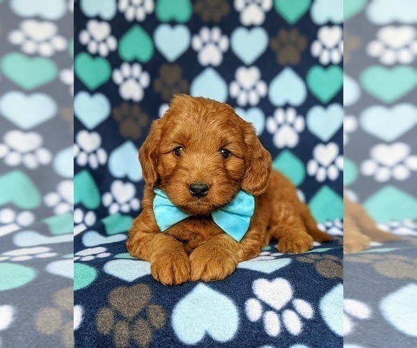 Medium Photo #6 Goldendoodle (Miniature) Puppy For Sale in CHRISTIANA, PA, USA