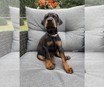 Small Photo #67 Doberman Pinscher Puppy For Sale in MACOMB TOWNSHIP, MI, USA