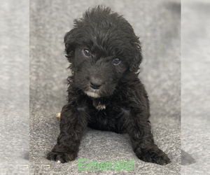 Aussiedoodle Puppy for sale in LANCASTER, SC, USA