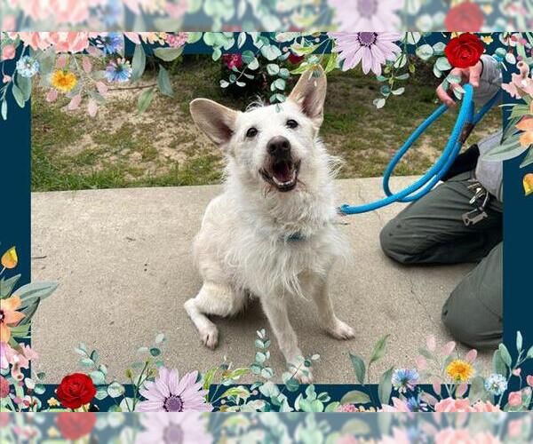 Medium Photo #1 Mutt Puppy For Sale in Ojai, CA, USA