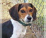 Small #2 Beagle