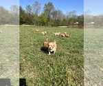 Small Photo #10 Golden Retriever Puppy For Sale in CROSSVILLE, TN, USA