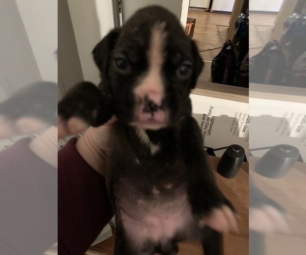Medium Photo #4 Boxer Puppy For Sale in MECHANICS GROVE, PA, USA