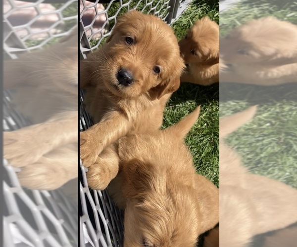 Medium Photo #17 Golden Retriever Puppy For Sale in GARDNERVILLE, NV, USA