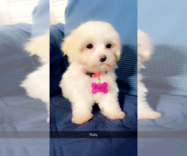 Medium Photo #33 Maltipoo (Miniature) Puppy For Sale in HIGH POINT, NC, USA