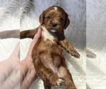 Small #1 Cavapoo (Toy)