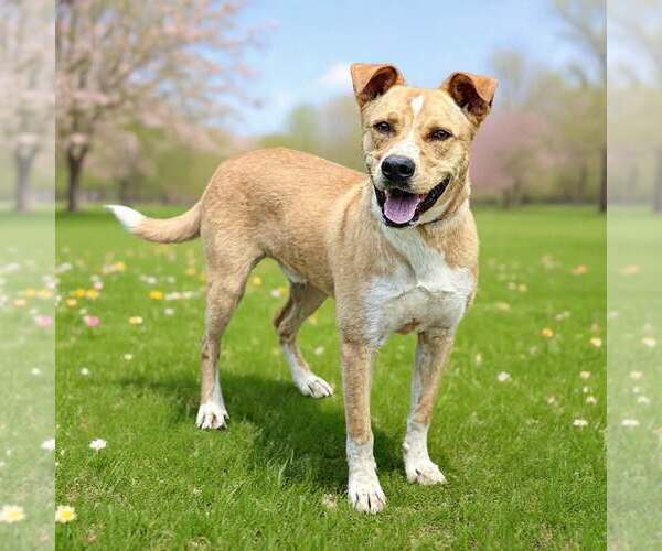 Medium Photo #3 Border Collie-Carolina Dog Mix Puppy For Sale in Talladega, AL, USA