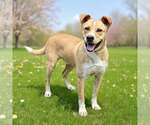 Small #2 Border Collie-Carolina Dog Mix