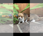 Small Photo #10 Pembroke Welsh Corgi Puppy For Sale in OCEANSIDE, CA, USA
