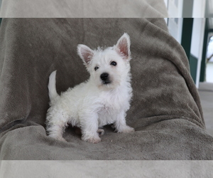 West Highland White Terrier Puppy for sale in SHILOH, OH, USA