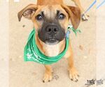 Small #3 Feist Terrier-Labrador Retriever Mix