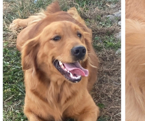 Mother of the Golden Retriever puppies born on 01/07/2025