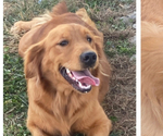 Small Photo #1 Golden Retriever Puppy For Sale in SURGOINSVILLE, TN, USA