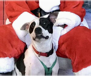 Rory - Male American Pit Bull Terrier Dog for Adoption - Photo #30