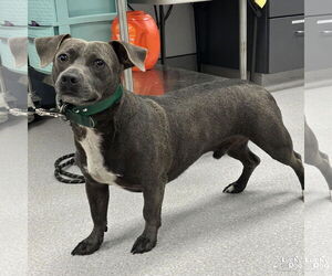 Basset Hound-Labrador Retriever Mix Dogs for adoption in Washington, DC, USA