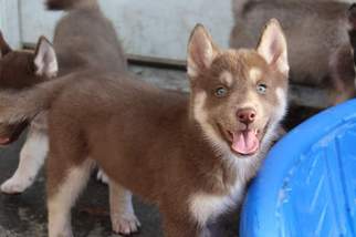 Siberian Husky Puppy for sale in VIRGINIA BEACH, VA, USA