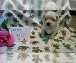 Small Photo #14 Maltipoo (Miniature) Puppy For Sale in BROOKFIELD, MO, USA