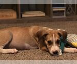 Small Labrador Retriever Mix