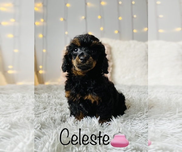 Medium Photo #2 Poodle (Toy) Puppy For Sale in COOKEVILLE, TN, USA