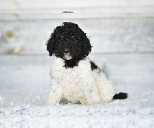 Poodle (Standard) Puppy for sale in COCHRANTON, PA, USA