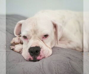 Boxer Dogs for adoption in Dumont, NJ, USA