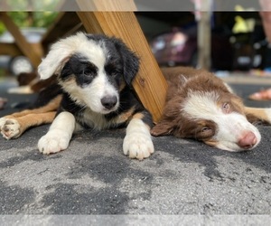 Border-Aussie Puppy for sale in ORANGE, VA, USA